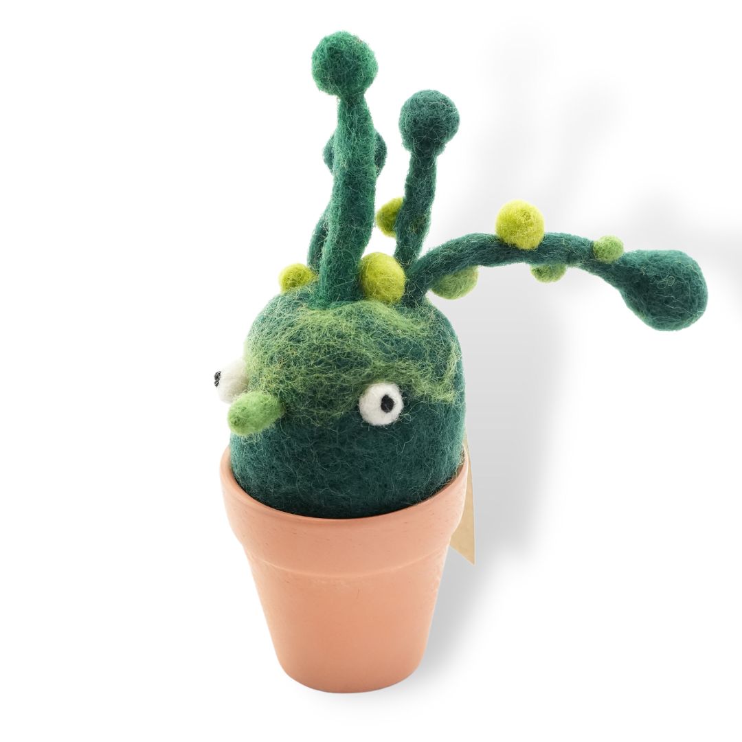 Bean-Bean Monster Plant with Clay Pot