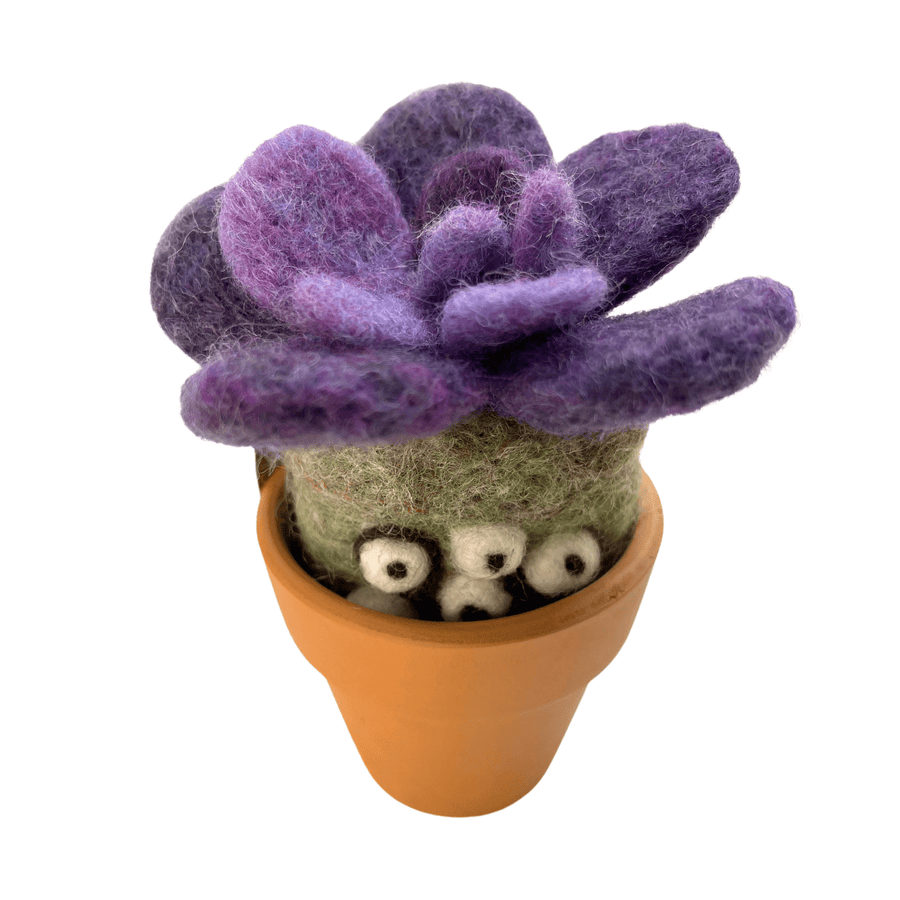 Indigo Succulent Plant with Clay Pot - Woolbuddy