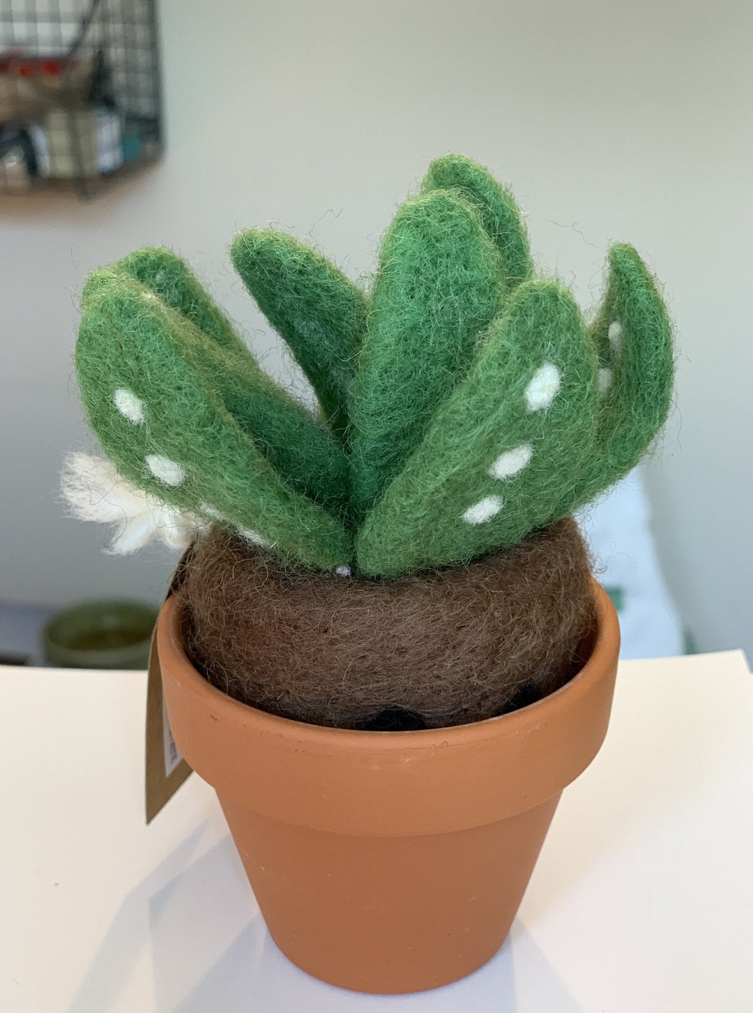 Sprout Monster Plant with Clay Pot - Woolbuddy