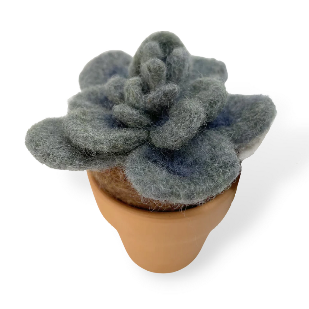 Stormy (Blue Gray Succulent with clay pot)